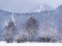 Schneebedeckte Baumreihe in Winterlandschaft mit Riesenberg dahinter